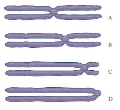 Vari tipi di cromosomi in base alla posizione del centromero