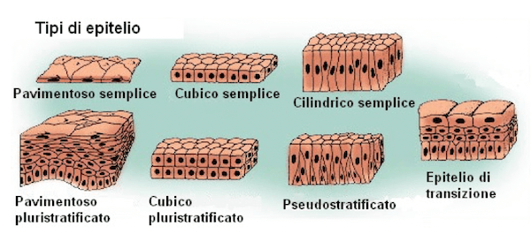 Tipologie di epiteli di rivestimento