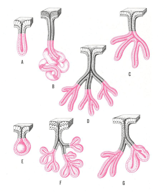 Tipi di ghiandole esocrine
