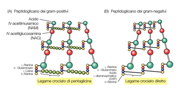 Tipi di legame crociato nel peptidoglicano