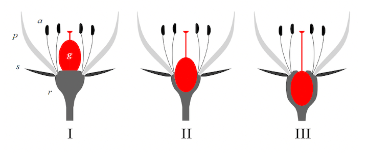 Tipi di ovario