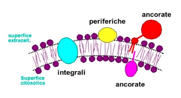 Tipi di proteine di membrana