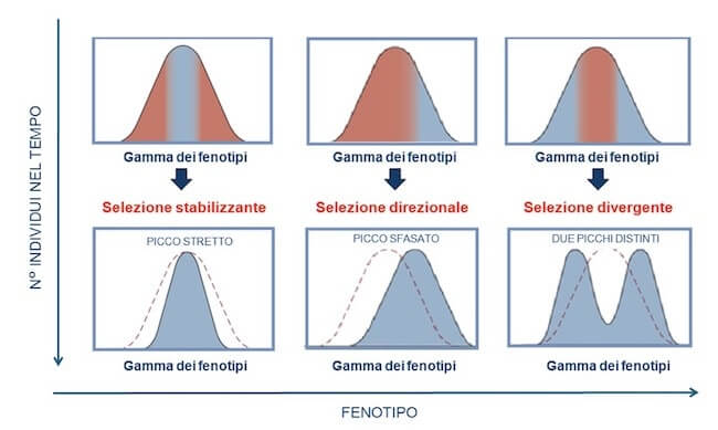 tipi di selezione naturale