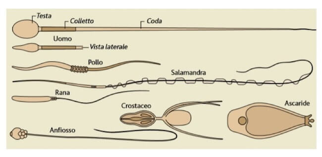 tipi di spermatozoi