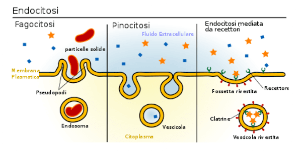 Tipologie di endocitosi