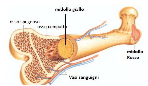 Tipologie ossee in un osso lungo