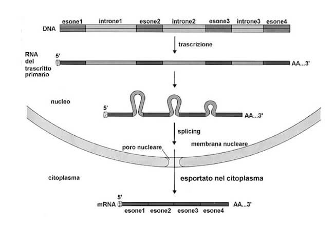 Trascrizione e maturazione dell'mRNA