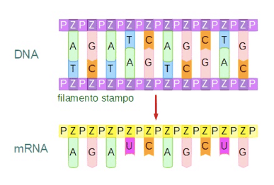 Trascrizione del DNA