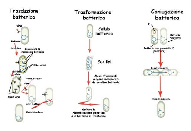 trasferimento genico orizzontale nei procarioti.