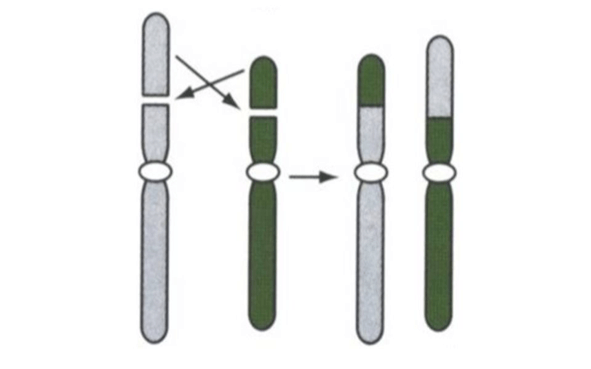 Traslocazione reciproca intercromosomica