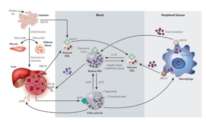 Trasporto inverso del colesterolo