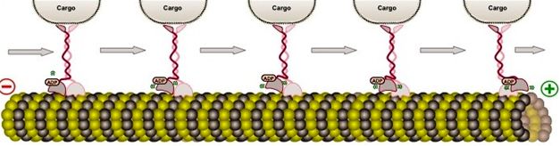 trasporto vescicola lungo il microtubulo