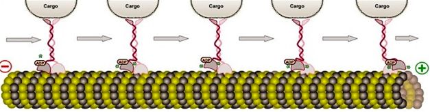 trasporto vescicola lungo il microtubulo