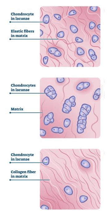 Caratteristiche delle tre tipologie di cartilagine