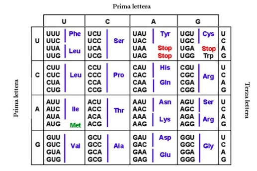 triplette codice genetico