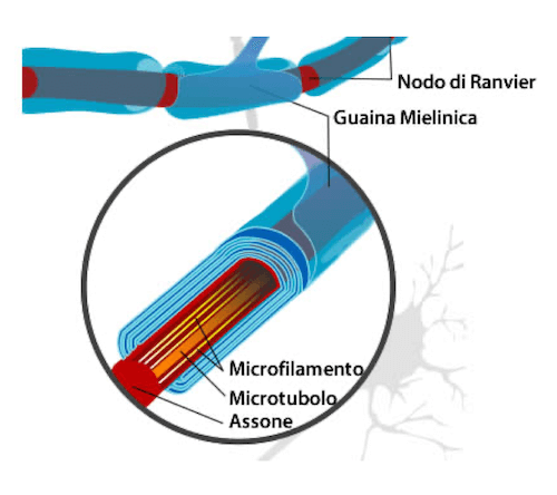 Ultrastruttura di un Assone