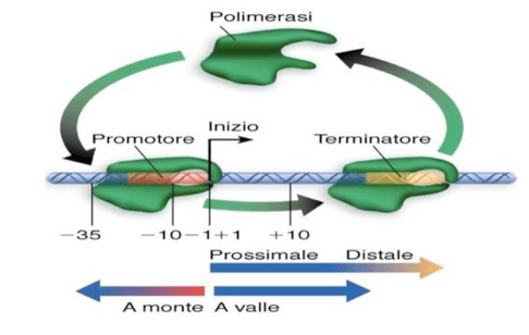 Unità Trascrizionale