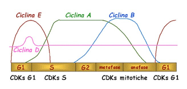 Variazione dell'espressione di cicline e attivazione delle CDK durante il Ciclo Cellulare