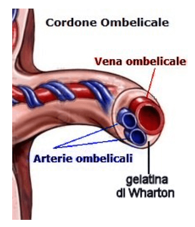 Vasi ombelicali