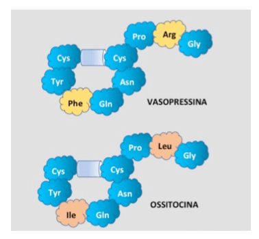 Vasopressina e ossitocina