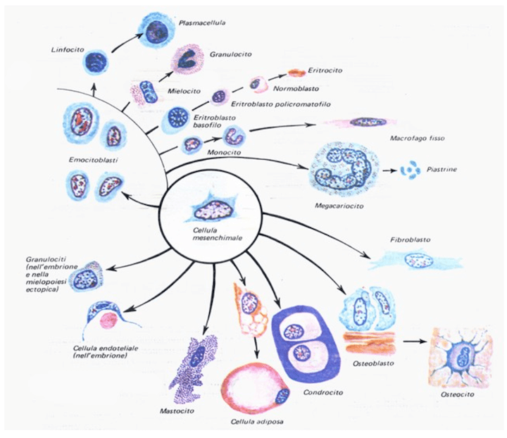 Vie di differenziazione della cellula mesenchimale embrionale