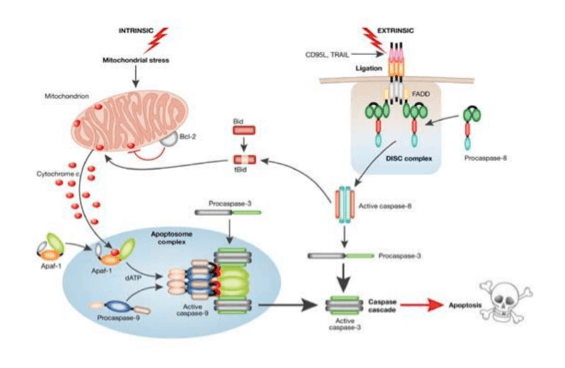 Vie di induzione dell'apoptosi