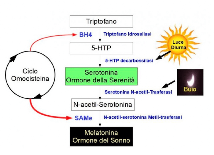 Vie di sintesi di serotonina e melatonina