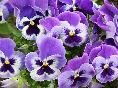 viola del pensiero