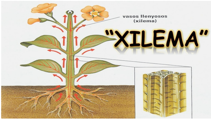 Xilema