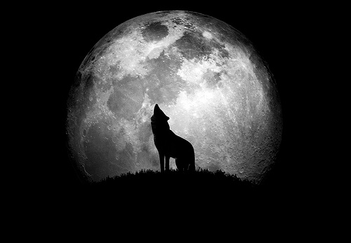 Cane che abbaia alla Luna