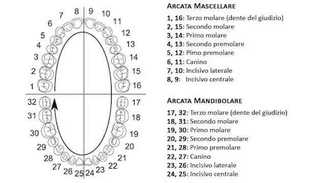 Dentizione definitiva