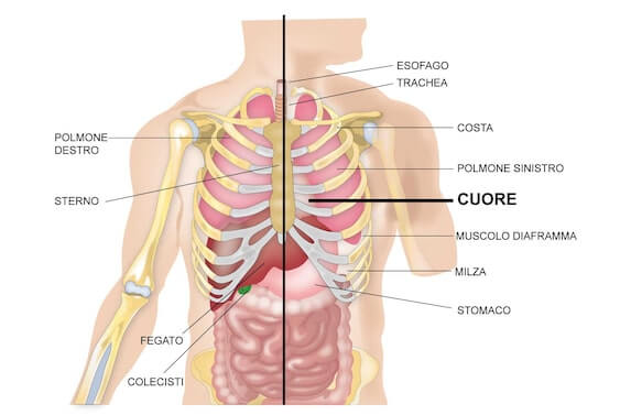 dove si trova il cuore