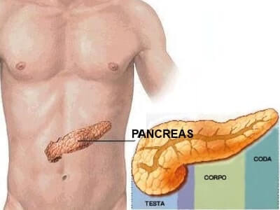 Dove si trova il pancreas