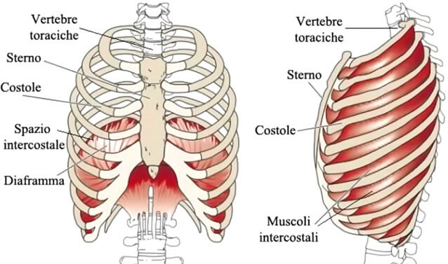 Dove si trova lo sterno
