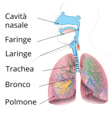 Dove si trovano i bronchi
