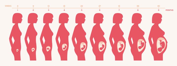 Cambiamento del corpo della donna e del feto durante la gravidanza