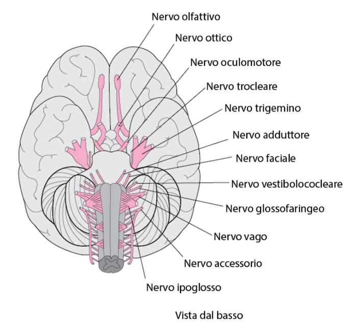 Nervi cranici