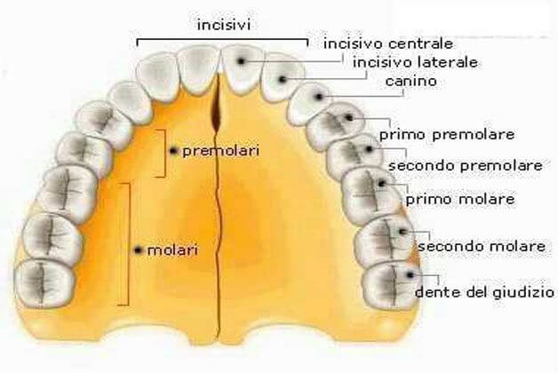 nomi dei denti