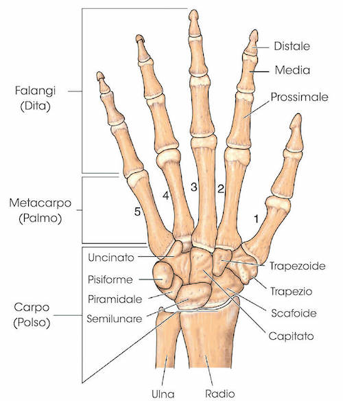 Ossa della mano