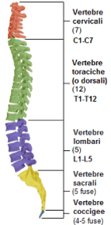 vertebre