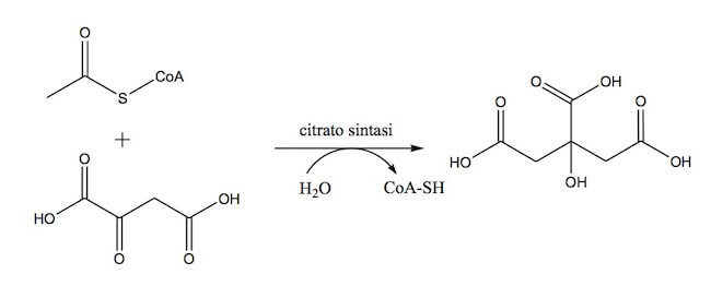 acetil-coenzima A e ciclo di krebs