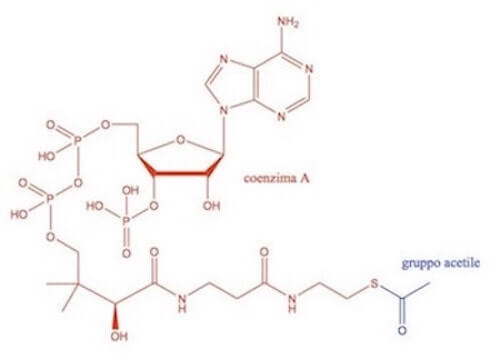 Struttura dell'acetil-coenzima A