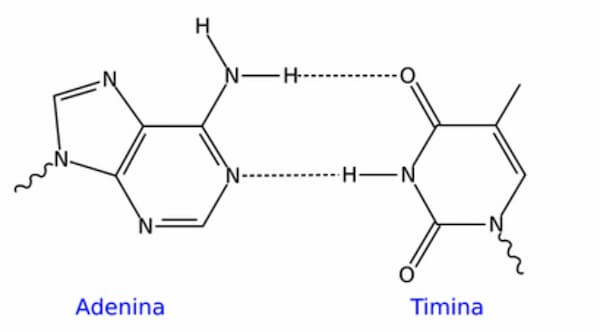 legame a idrogeno tra adenina e timina