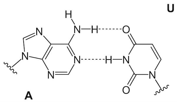 legame a idrogeno tra adenina e uracile