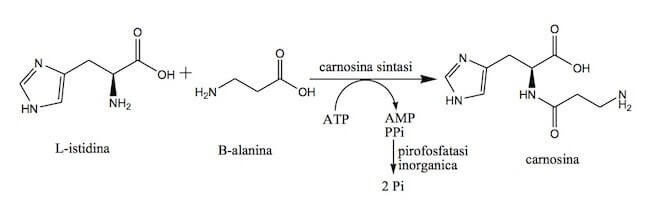 biosintesi carnitina