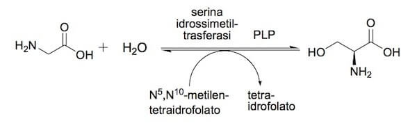 Biosintesi della serina