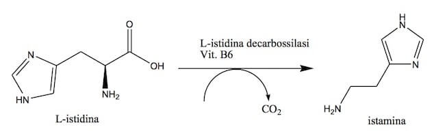 Reazione di biosintesi dell'istamina