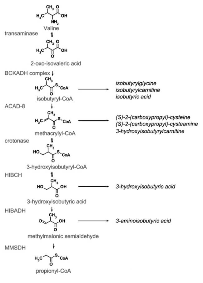 Conversione della valina in propionil-coenzima A