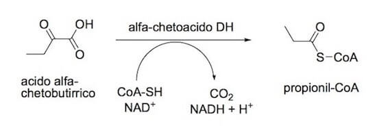 Formazione del propionil-CoA