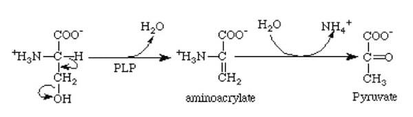 Formazione dell’amminoacrilato